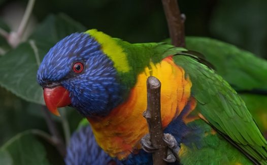 彩虹鹦鹉站在树枝上图片