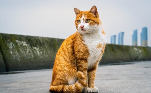 高清可爱小花猫图片