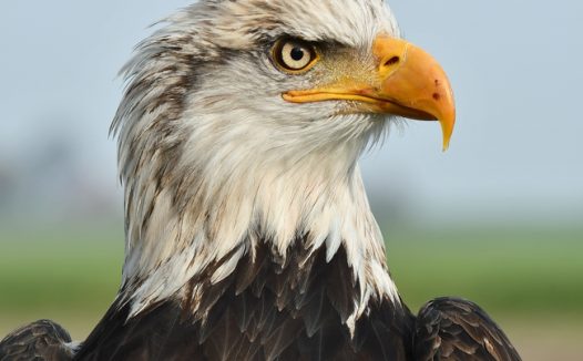 野生白头鹰头部微距摄影图片