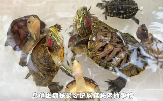 乌龟生病如何喂药？保姆级教程来了！