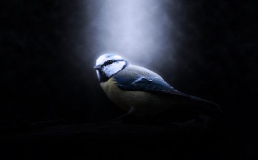 喜鹊黑暗中特写图片