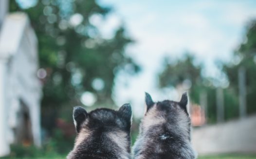 纯种哈士奇幼犬图片