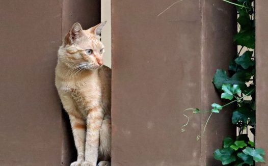 站在栅栏缝里的小猫图片