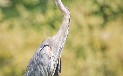 野生大蓝鹭摄影图片