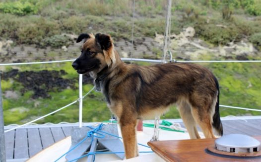 大型宠物狗图片