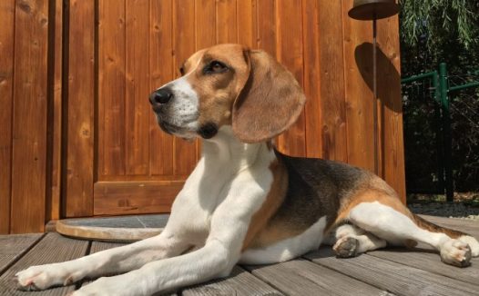 比格犬成犬图片