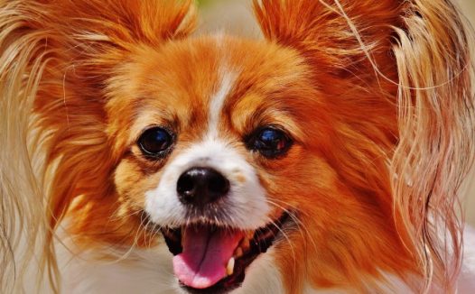 可爱的蝴蝶犬图片