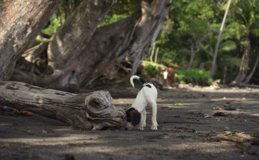 冬天可怜流浪狗狗图片