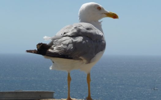 海滩上的海鸥摄影图片