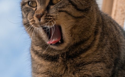 站在高处张牙舞爪的肥猫图片