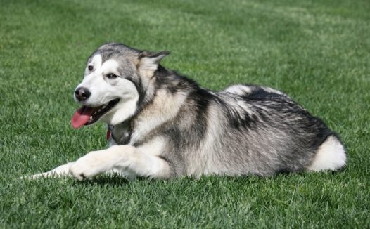 绿色草地阿拉斯加雪橇犬图片