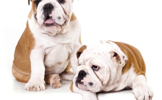 两只萌狗狗图片