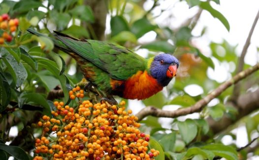 鹦鹉吃果子图片