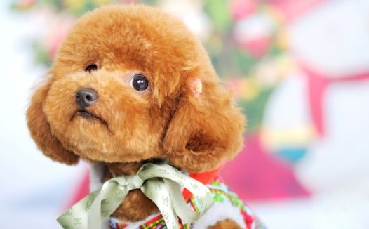 宠物狗泰迪犬图片