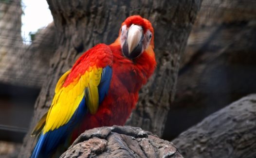 枝头上的漂亮鹦鹉图片