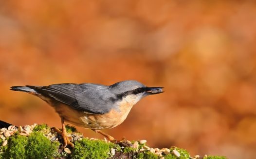 野生五十雀摄影图片