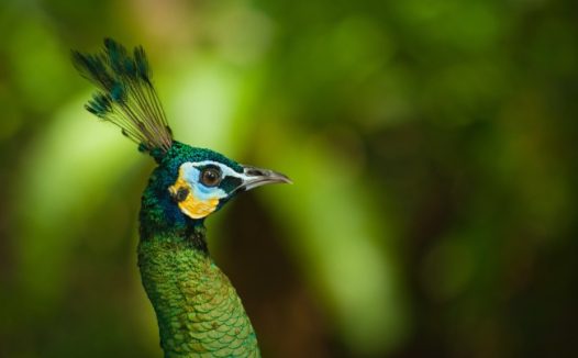 漂亮孔雀头部特写图片