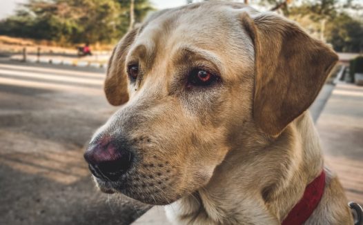 拉布拉多眼神忧郁图片