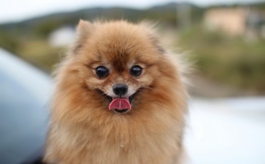 哈多利系博美犬图片