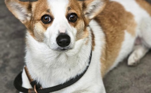 趴在地上的白棕色威尔士柯基犬图片