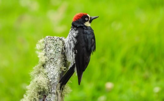 白腹黑啄木鸟图片
