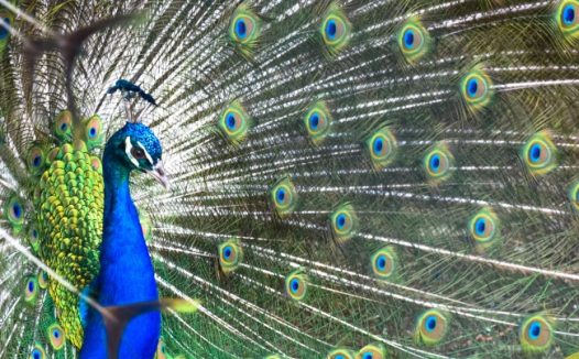 孔雀开屏局部图片