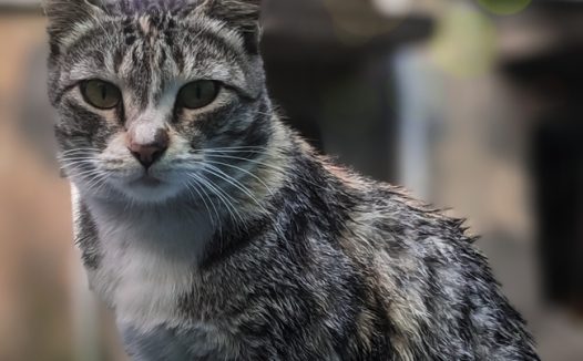 破房子前站立的狸花猫图片