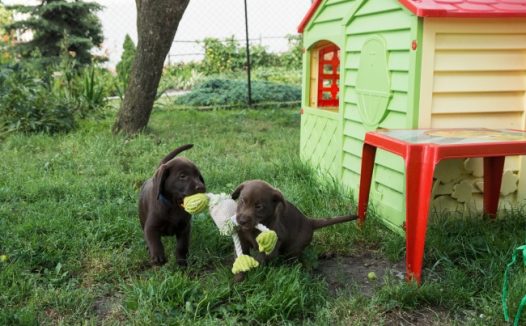 小拉布拉多犬图片