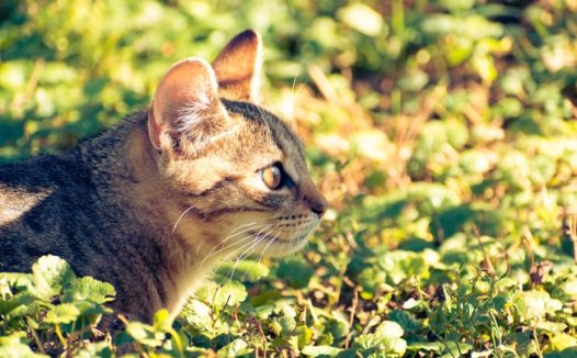 春日小清新草丛小猫图片摄影