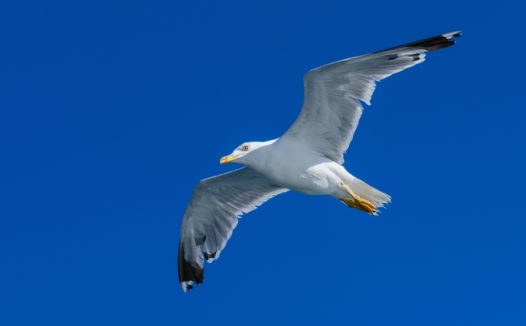 蔚蓝天空白色海鸥飞翔摄影图片