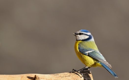 野生蓝冠山雀摄影图片