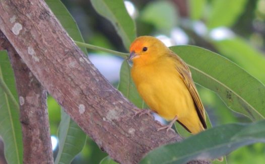 金丝雀小鸟图片