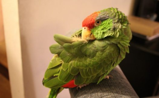 墨西哥鹦鹉图片