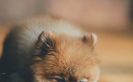 可爱迷你小狗狗图片