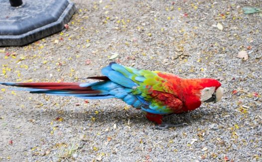 漂亮彩色金刚鹦鹉图片