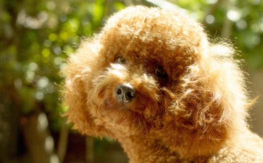 可爱毛绒宠物狗图片