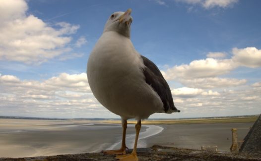天空下海鸥摄影图片