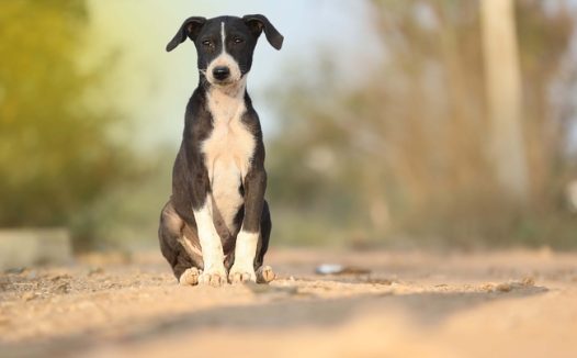 蹲坐在地上的小狗图片
