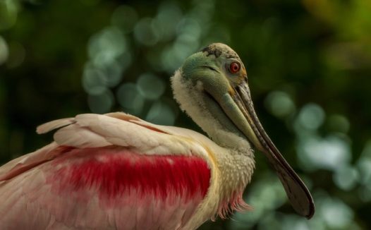 玫瑰琵鹭特写图片