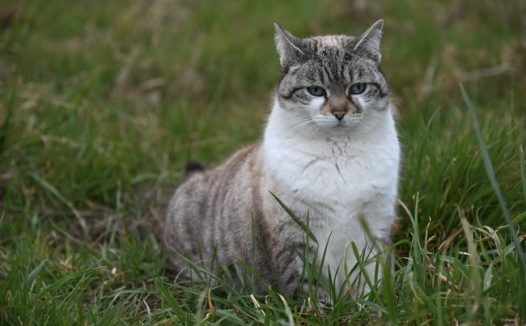 草丛欧洲肥猫图片