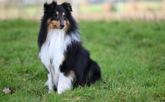 绿色草地蹲坐着的牧羊犬图片