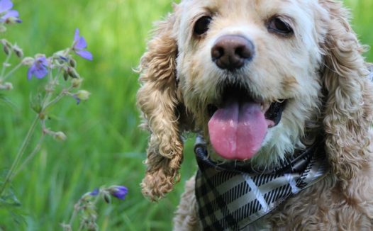夏天草地美国可卡犬摄影图片