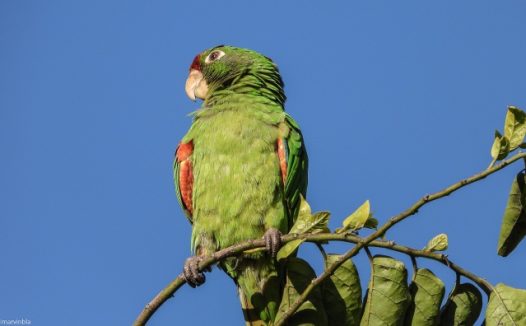树枝上绿色长尾小鹦鹉图片