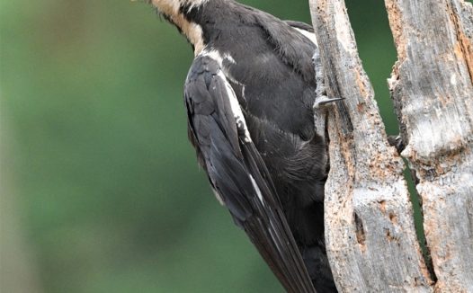 黑色野生啄木鸟摄影图片
