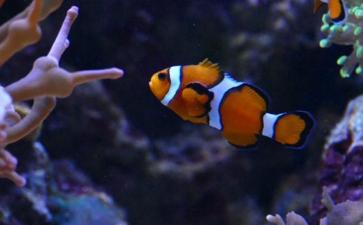 海底珊瑚礁石海草小丑鱼图片