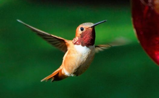 野生红喉北蜂鸟图片