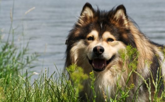 大型长毛宠物狗图片