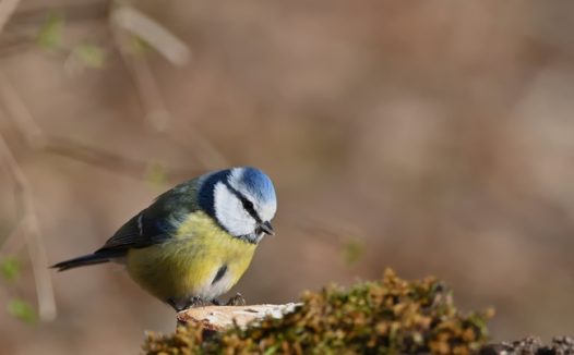 黄腹蓝冠山雀摄影图片