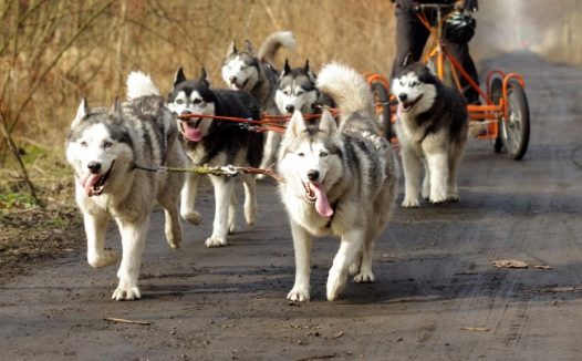 一群雪橇犬图片
