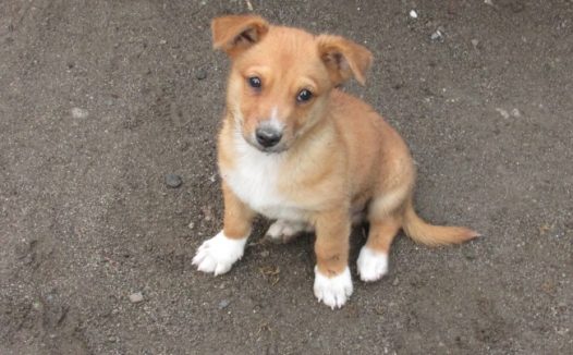 呆萌家养小狗图片